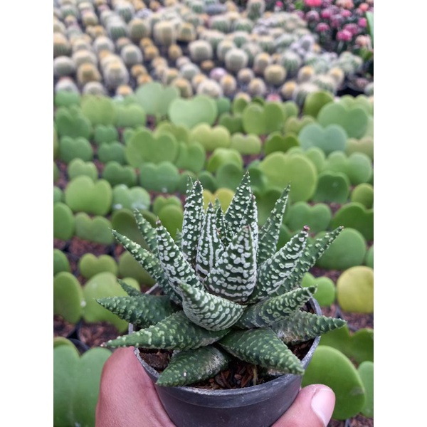 

haworthia donuts