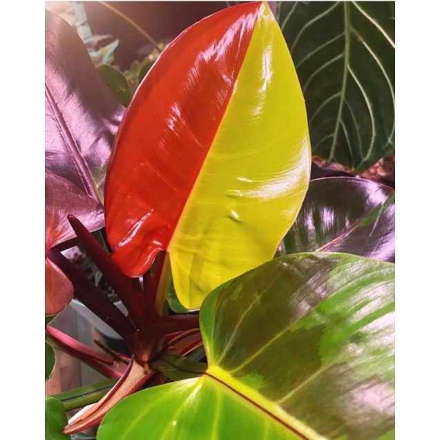 Philodendron Red Moon Tanaman hias philodendron red moon murah philo red moon murah philo perfect no