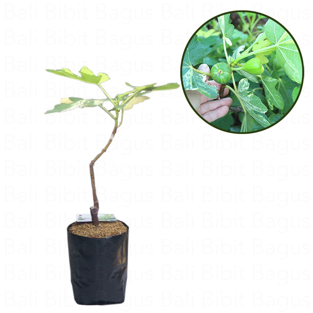 Bibit Cangkok Pohon Buah Fig Tin Ara Jenis Jolly Tiger Varigata JTV