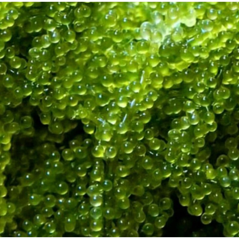 

SUPER SPESIAL HIGH QUALITY latoh / anggur laut / seagrapes / green caviar / lawi-lawi