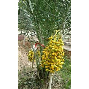 BIBIT KURMA TROPIS TERMURAH MUDAH BERBUAH DI INDONESIA