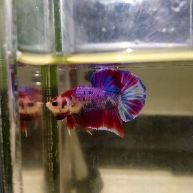 

MULTI COLOUR MALE 4 BULAN (Ikan Cupang)