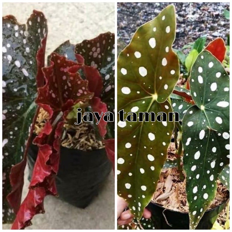 Tanaman hias begonia - paket tanaman begonia Moka dan Polkadot