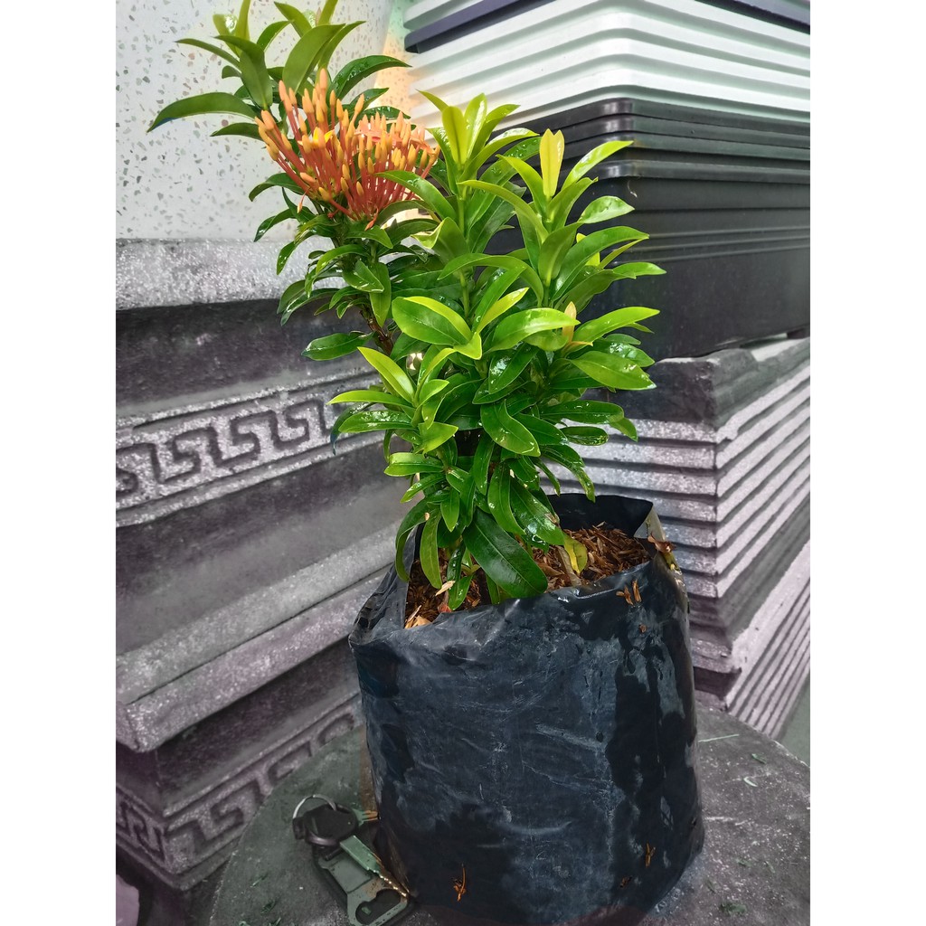 ASOKA JEPANG (MERAH/KUNING)