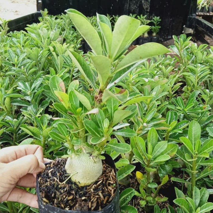 bibit tanaman adenium bunga kuning bonggol besar kamboja jepang bonsai    - indoor