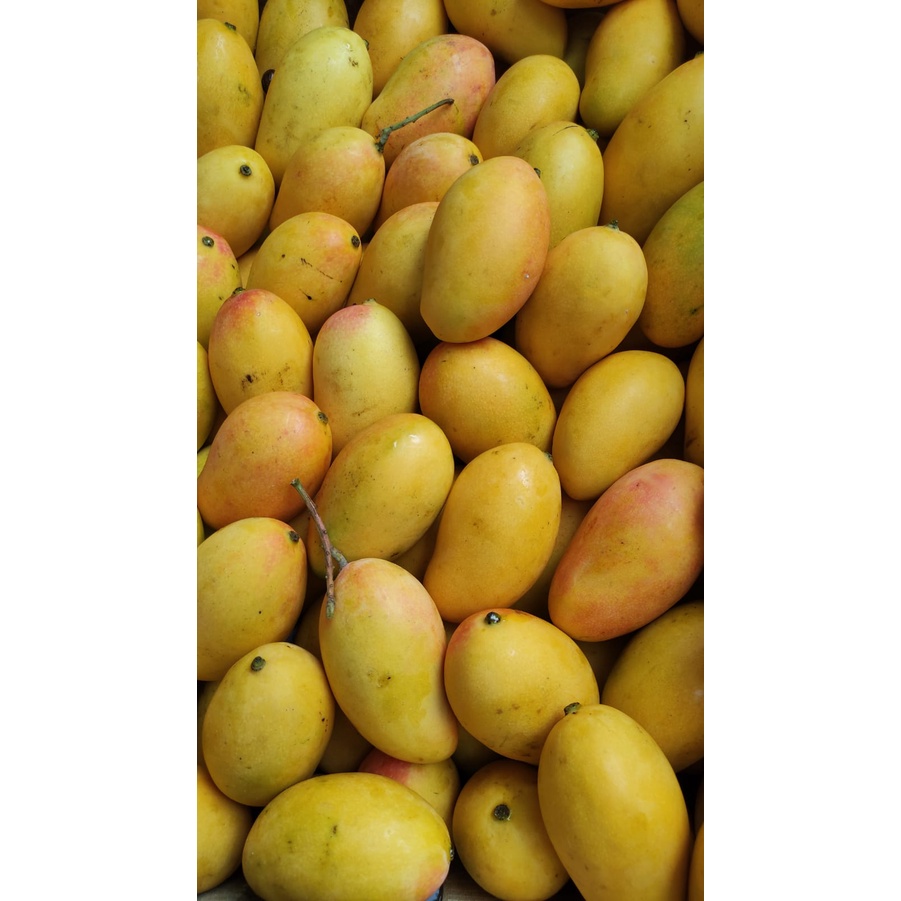 

Mangga Pelangi [1kg/2kg] Mangga fresh manis segar