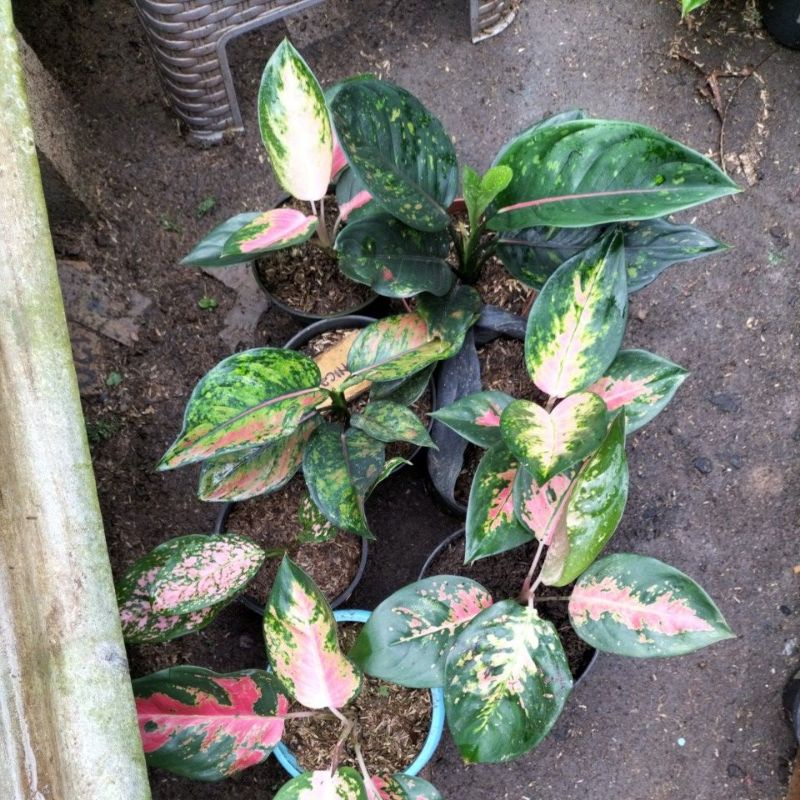 Aglonema lady Kristin