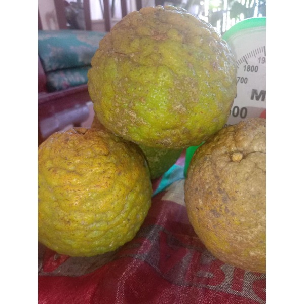 

Asam sunde / asam junga