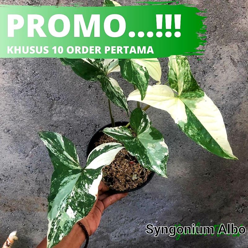 SYNGONIUM VARIEGATA - SYNGONIUM SINGONIUM ALBO VARIEGATA
