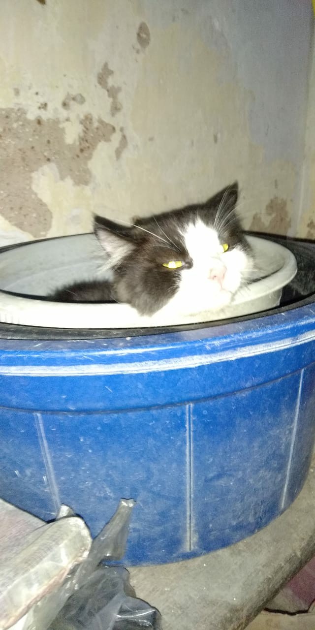 Bayclin Pemutih 5in1 1000ml 1l