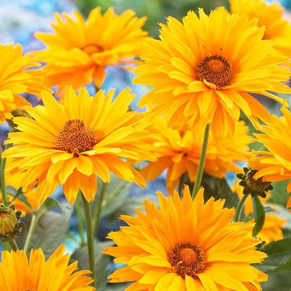 PlantaSeed - 10 Seeds - Heliopsis Summer Sun Biji Bunga - PAS0221