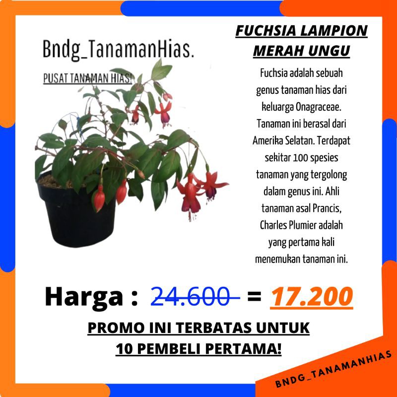 PROMO TANAMAN HIAS/GANTUNG BUNGA FUCHSIA LAMPION MERAH UNGU SUPER GRADE | TERMURAH!