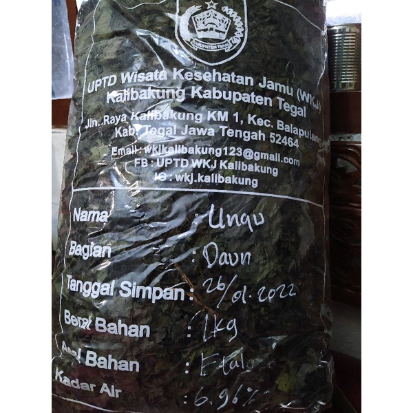 

Daun ungu kering (Simplisia)