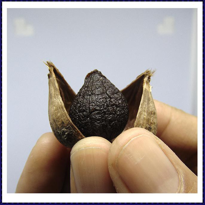 

Black Garlic Tunggal 250 Gram - Bawang Putih Hitam Tunggal/Lanang