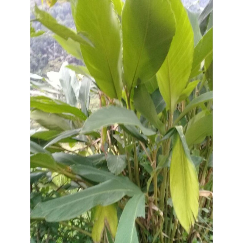 

Daun wresah atau hangasa segar per 1 KG