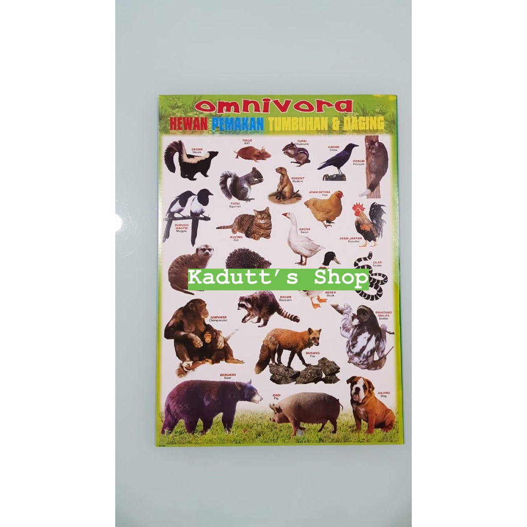 101+ Gambar Hewan Binatang Jinak HD