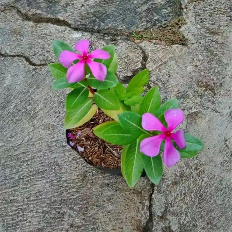 

Daun Tapak dara obat herbal