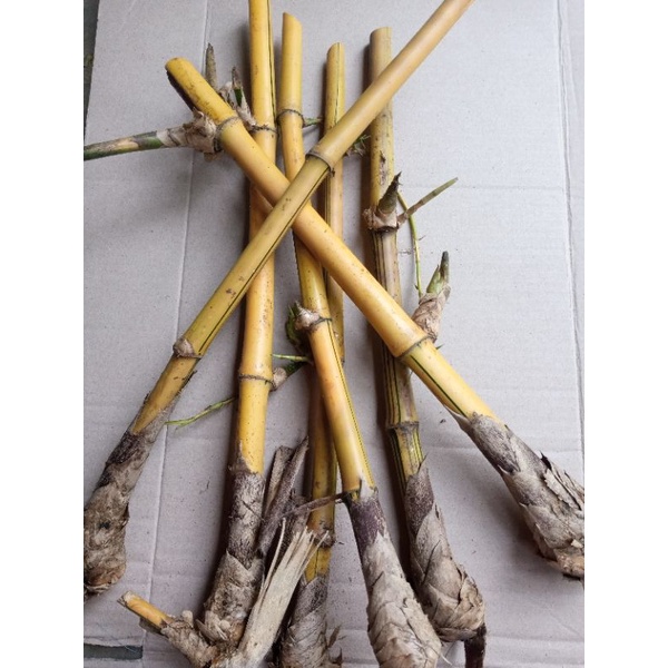 bibit bambu kuning super