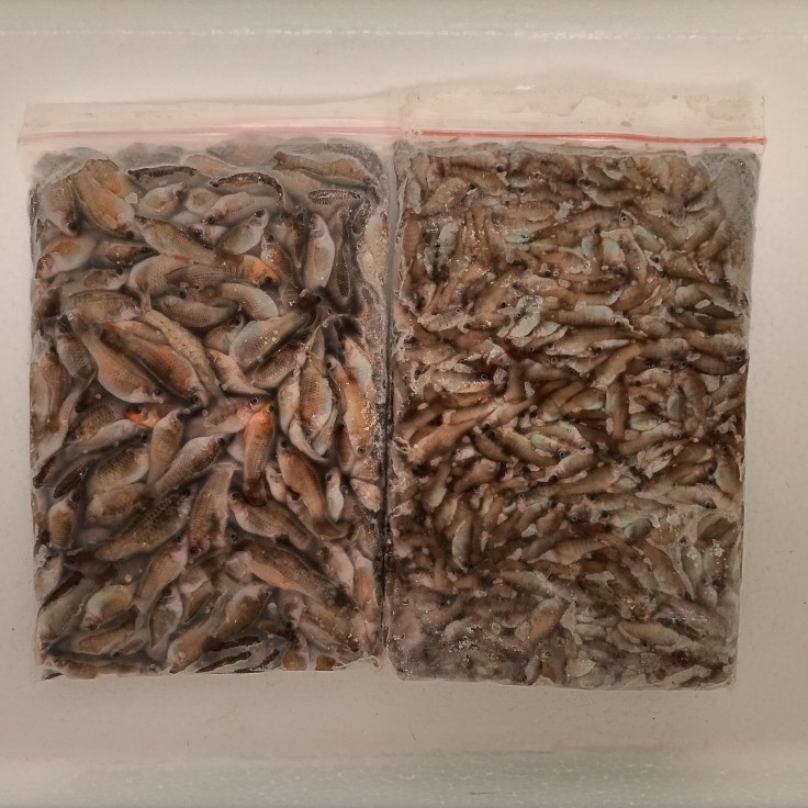 Ikan cere laut beku fresh-Ikan cere beku pakan ikan 500gram