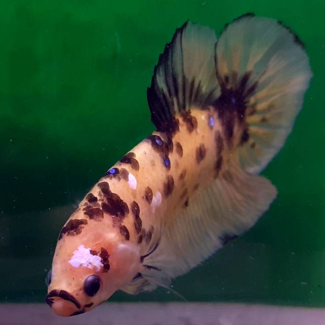 Ikan Cupang Giany Jayen Yellow Koi Tiger Shopee Indonesia