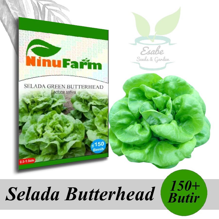 Biji Benih Selada Green Butterhead - Ninu Farm