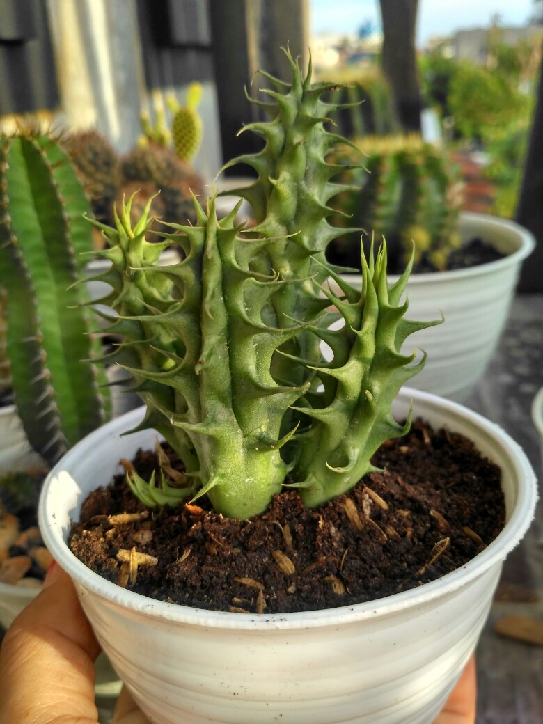 Kaktus Sumatra