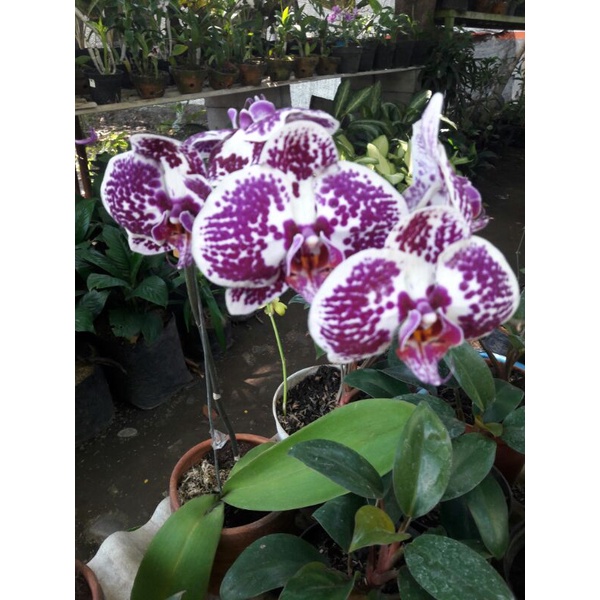 anggrek bulan taiwan