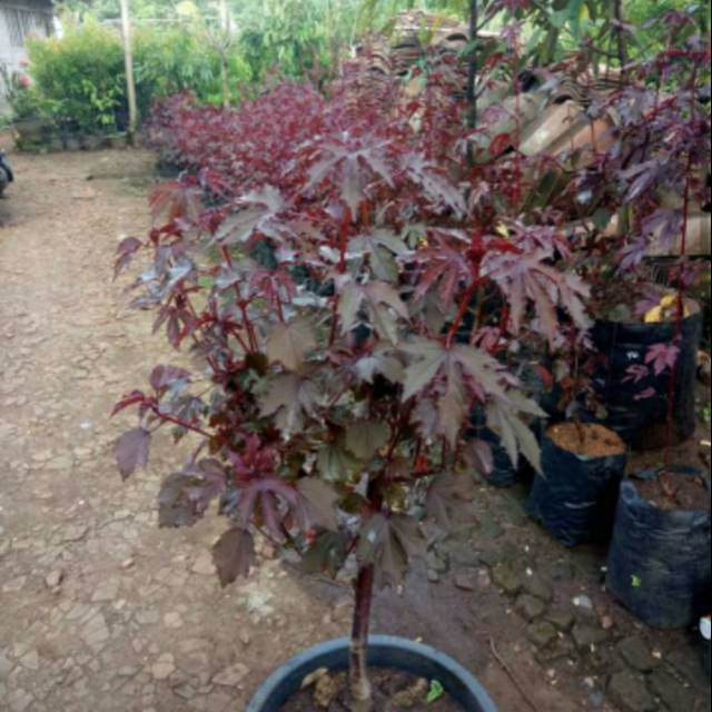 Javanese Red maple, (Panama Red)
