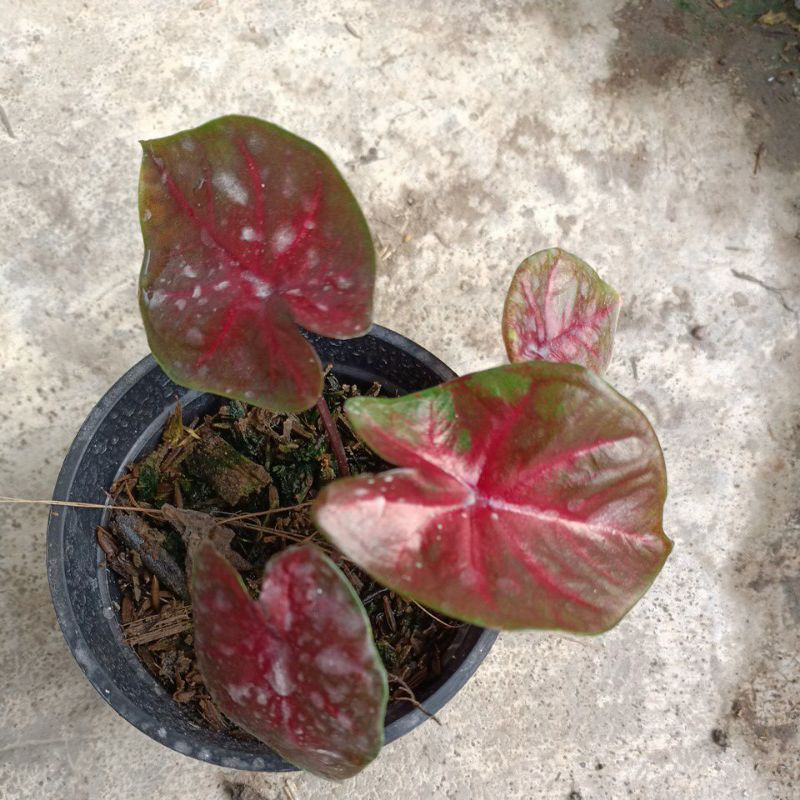 caladium red Devil