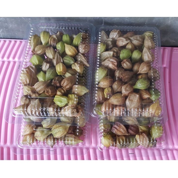 

Buah Ciplukan Ceplukan Cecendet Cecenet Yor-nyeoran Kopok-Kopokan Golden Berry Morel Berry Groundche