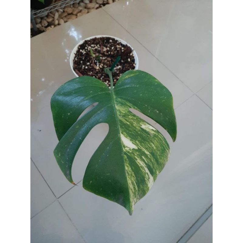 bonggol monstera marmorata-bonggol monstera