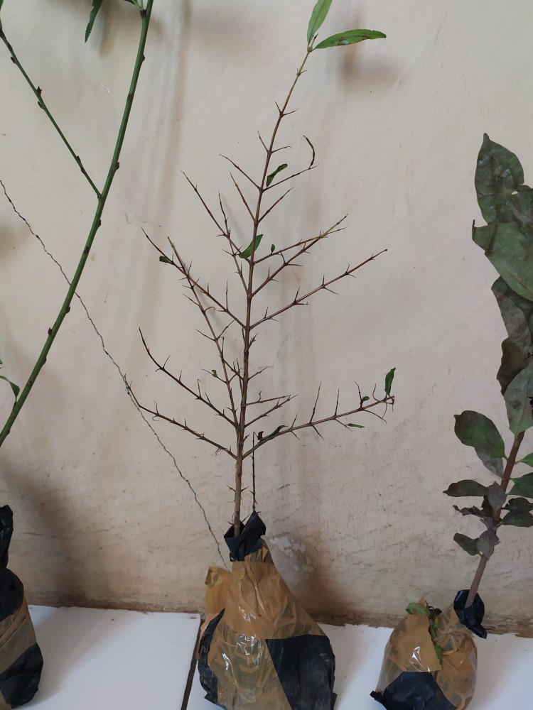 Bibit Tanaman Delima Mini Merah Hasil Cangkok Cepat Berbuah