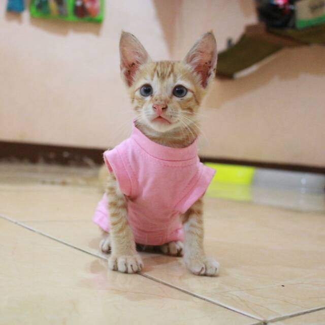 Kaos Casual untuk kucing/anjing (bisa request warna)