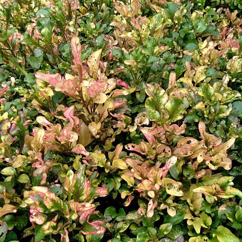 Bunga Krokot merah super