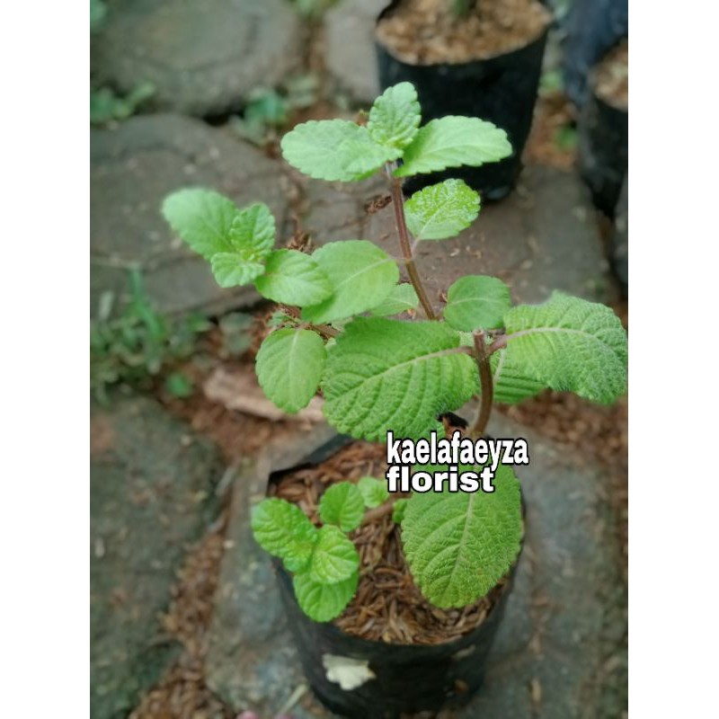 tanaman cincau hitam janggelan