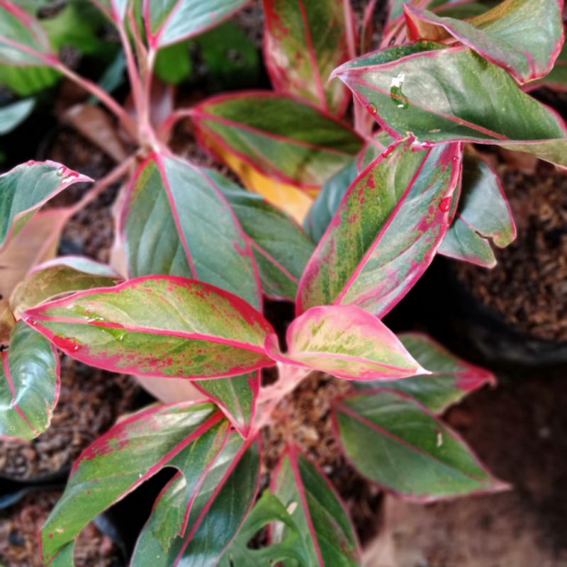 tanaman aglonema lipstik/tanaman hias aglonema/aglonema lipstik