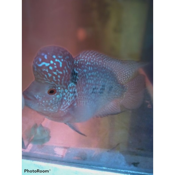 Ikan Lohan kamfa F2/SRD