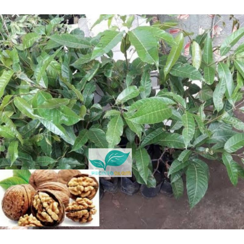 Bibit pohon kenari/Tanaman buah kenari rempah bumbu masakan