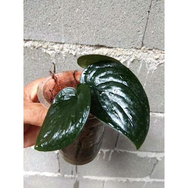 scindapsus jade satin