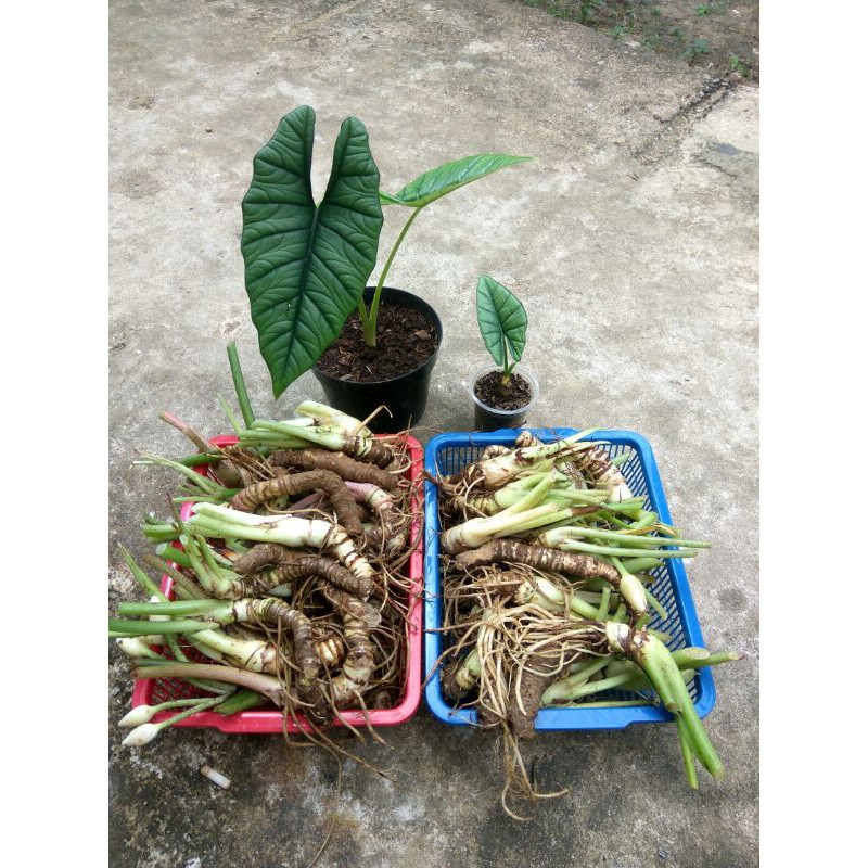 bonggol alocasia bisma silver