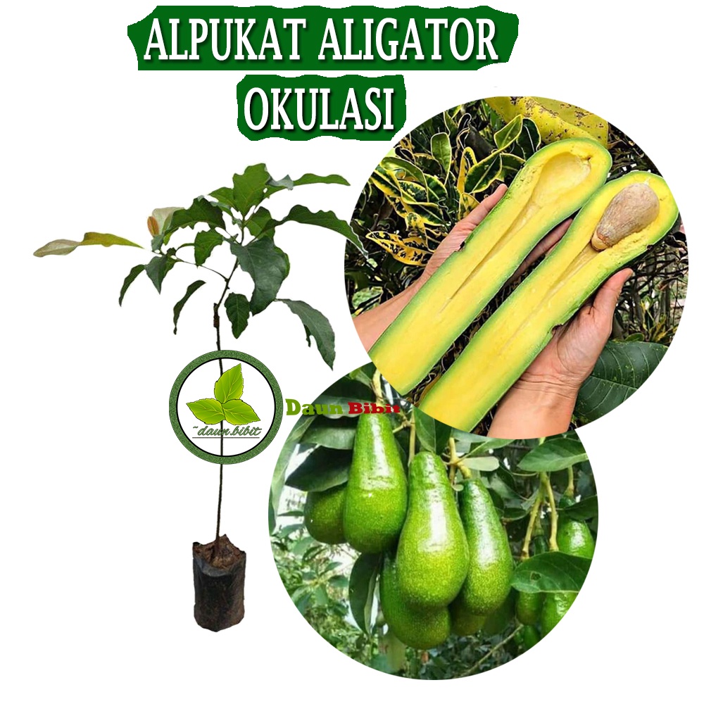 Bibit Alpukat Aligator 1 Tahun Berbuah (Tabulampot)