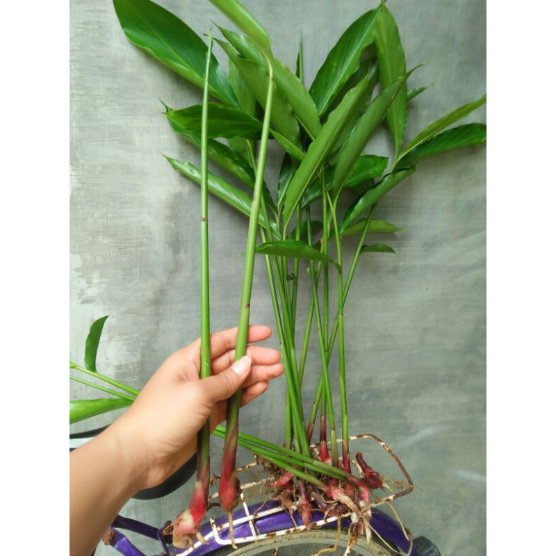 BIBIT KAPULAGA MUDA KWALITAS BAGUS MURAH/PROMO LOVE_SHOP MILLENIAL