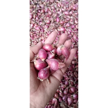 

Bawang Merah Brebes 1kg