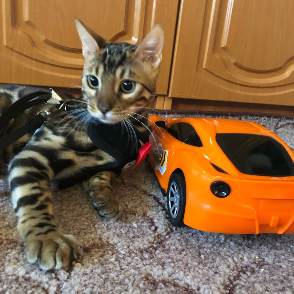 Herness Rompi Tuxedo Kucing/ Anjing