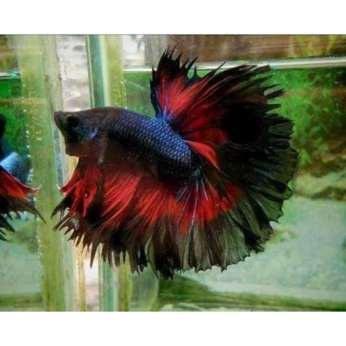 Terlaris Ikan Hias Slayer Cupang Halfmoon