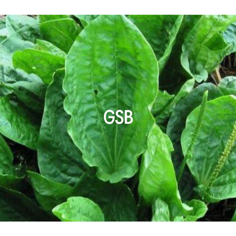 

Daun sendok segar 1 kg petik langsung