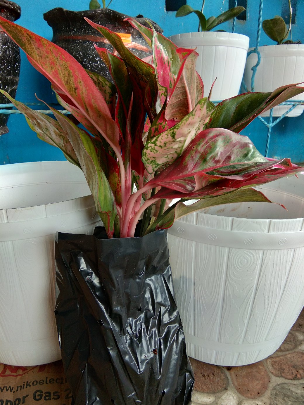 Bibit Bunga Aglonema Lipstik Aurora