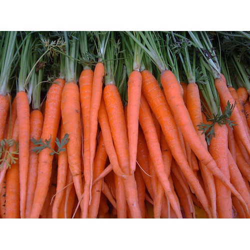 Carrot Tendersweet 50 Biji (Benih Biji Bibit Tanaman Sayur Sayuran)