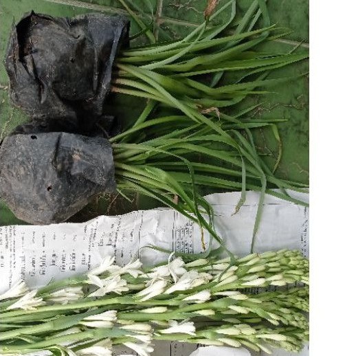 bibit bunga sedap malam wangi