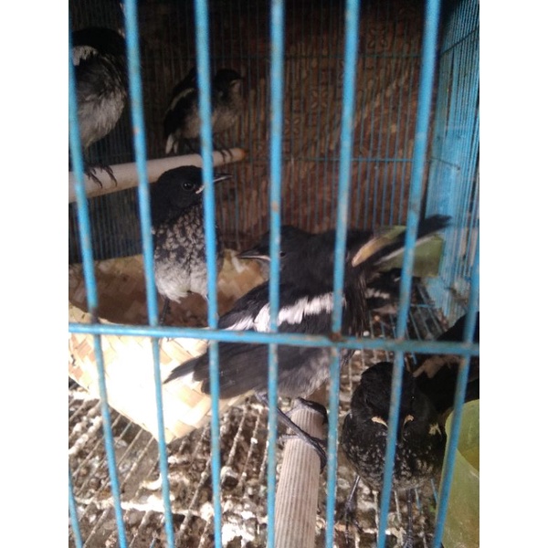 burung kacer jabar anakan lolohan jantan